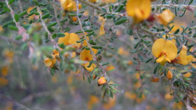 Pultenaea villosa flowers