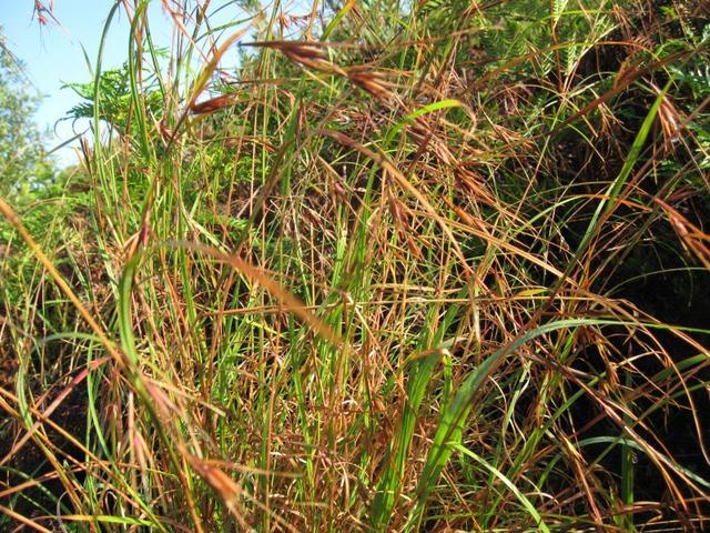 Themeda australis fruiting stems