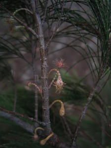 Allocasuarina torulosa female flowers