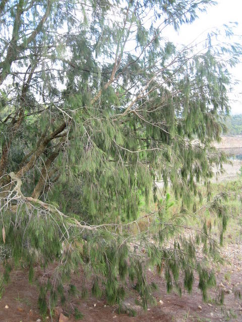 Allocasuarina torulosa female plant, weeping foliage