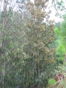 Allocasuarina torulosa habit of male plant with rusty red flowers