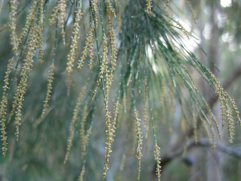 Allocasuarina torulosa male flowers