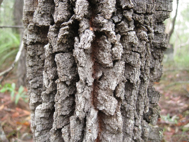 Allocasuarina torulosa chunky bark