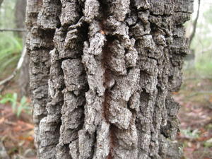 Allocasuarina torulosa chunky bark