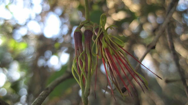 Amyema congener flower