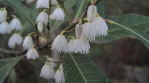 Elaeocarpus reticulatus flowers