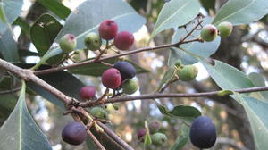 Notelaea longifolia ripe fruit