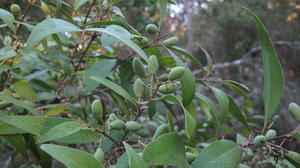 Notelaea longifolia green fruit