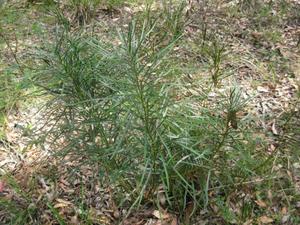 Macrozamia spiralis habit