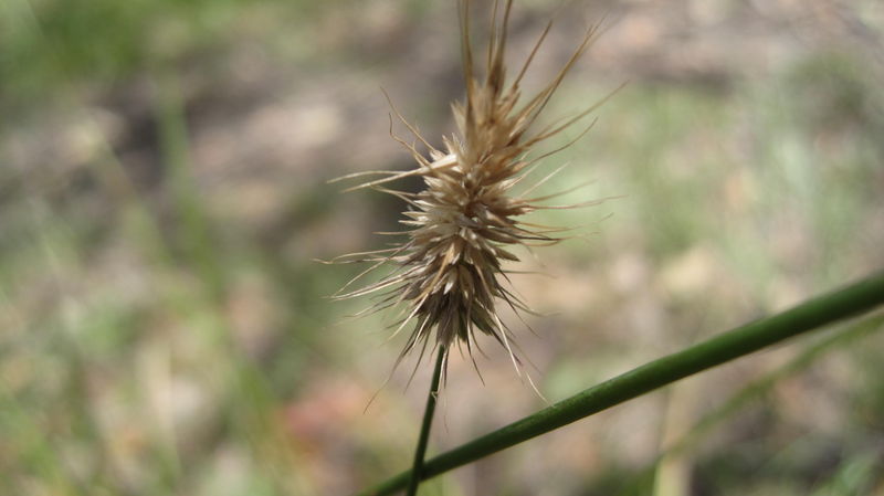 echinopogon caespitosus dry seedhead