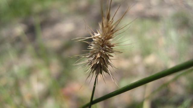 echinopogon caespitosus dry seedhead