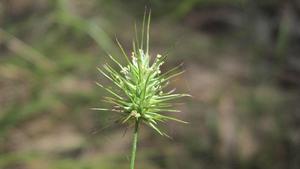 Echinopogon caespitosus flowering head