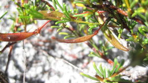 Acacia baueri seed pods