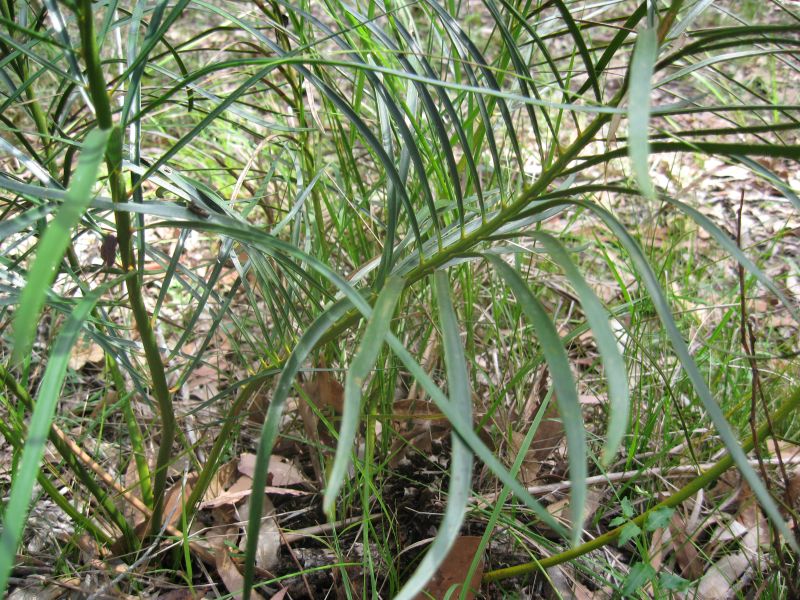 Macrozamia spiralis leaves