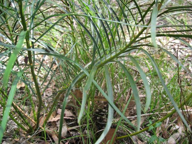 Macrozamia spiralis leaves