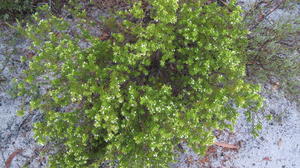 Leucopogon parviflorus plant shape