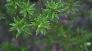 Leucopogon parviflorus leaf arrangement