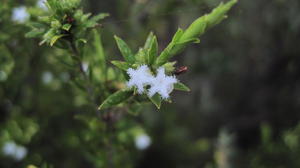 Leucopogon parviflorus flowers