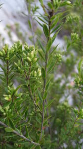 Leucopogon parviflorus leaves and buds