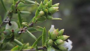 Leucopogon parviflorus buds and a fruit