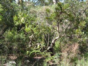 Banksia aemula habit