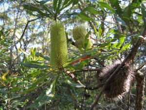 Banksia aemula - Wallum Banksia