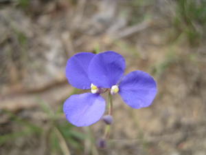 Comesperma sphaerocarpum flowers