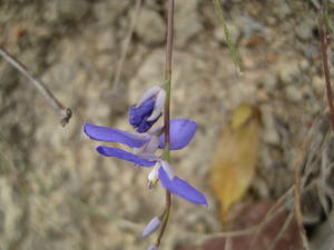 Comesperma sphaerocarpum flowers side on