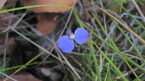 Comesperma spherocarpum flower