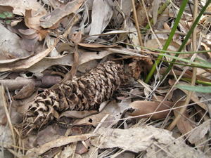 Macrozamia spiralis male cone