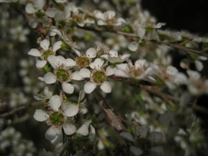 Leptospermum juniperinum - flowers may have a white centre