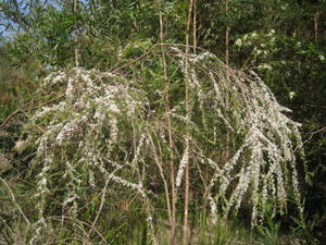 Leptospermum juniperinum may be weeping or erect