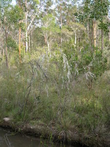 Leptospermum juniperinum likes wet ground