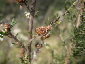 Leptospermum juniperinum green fruit