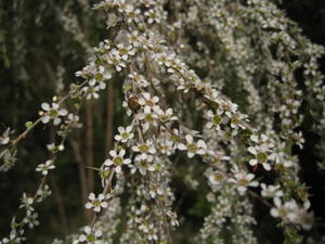 Leptospermum juniperinum dense flowering branch