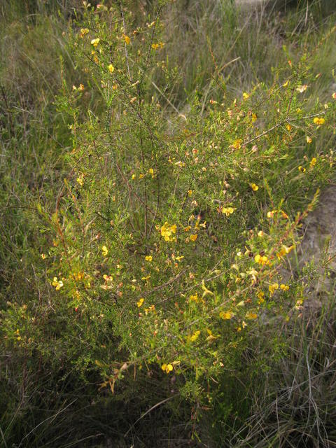 Dillwynia retorta ssp peduncularis plant shape