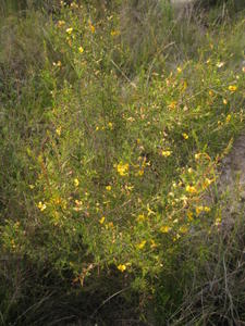 Dillwynia retorta ssp peduncularis plant shape