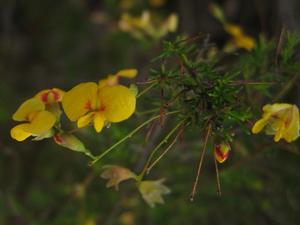 Dillwynia retorta ssp peduncularis