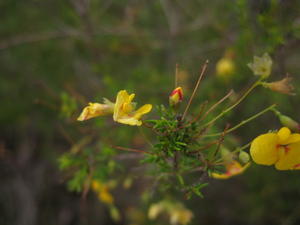 Dillwynia retorta ssp peduncularis bud