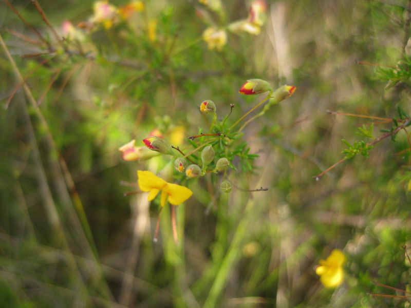 Dillwynia retorta ssp peduncularis buds