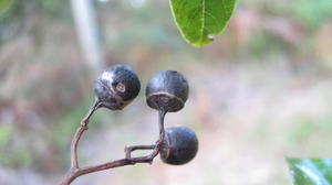 Alphitonia excelsa black fruit