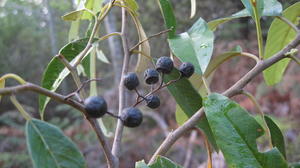 Alphitonia excelsa fruit and glossy leaves