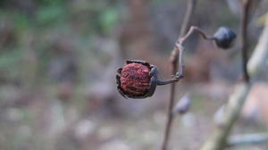 Alphitonia excelsa old fruit