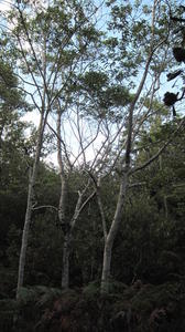Alphitonia excelsa tree shape