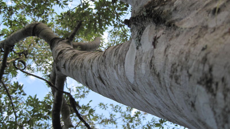 Alphitonia excelsa tree