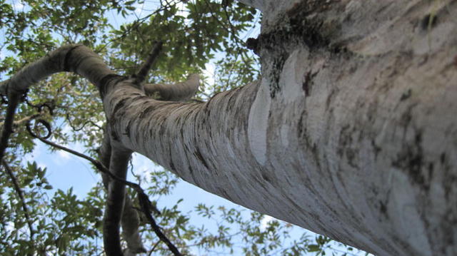 Alphitonia excelsa tree