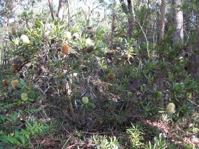 Banksia aemula habit