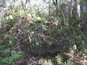 Banksia aemula habit
