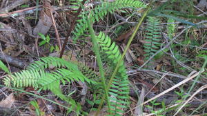 Blechnum ambiguum 