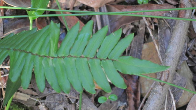 Blechnum ambiguum 